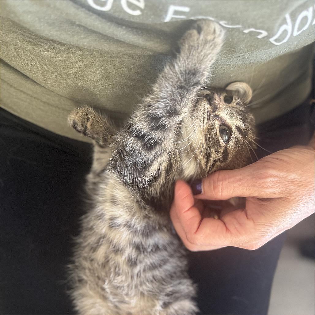 Enlarge Sam, a Adoptable Domestic Short Hair in San Antonio, TX image 4/6