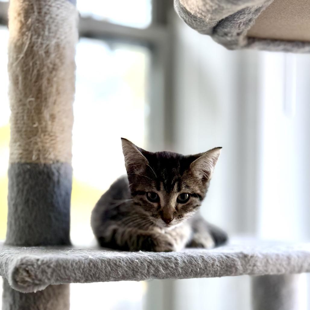 Enlarge Sam, a Adoptable Domestic Short Hair in San Antonio, TX image 5/6