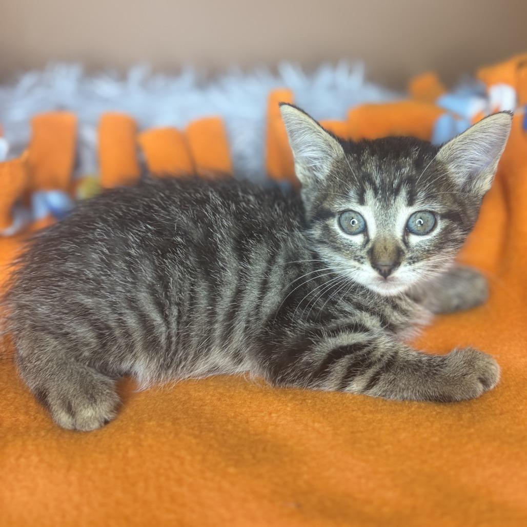 Enlarge Sam, a Adoptable Domestic Short Hair in San Antonio, TX image 6/6