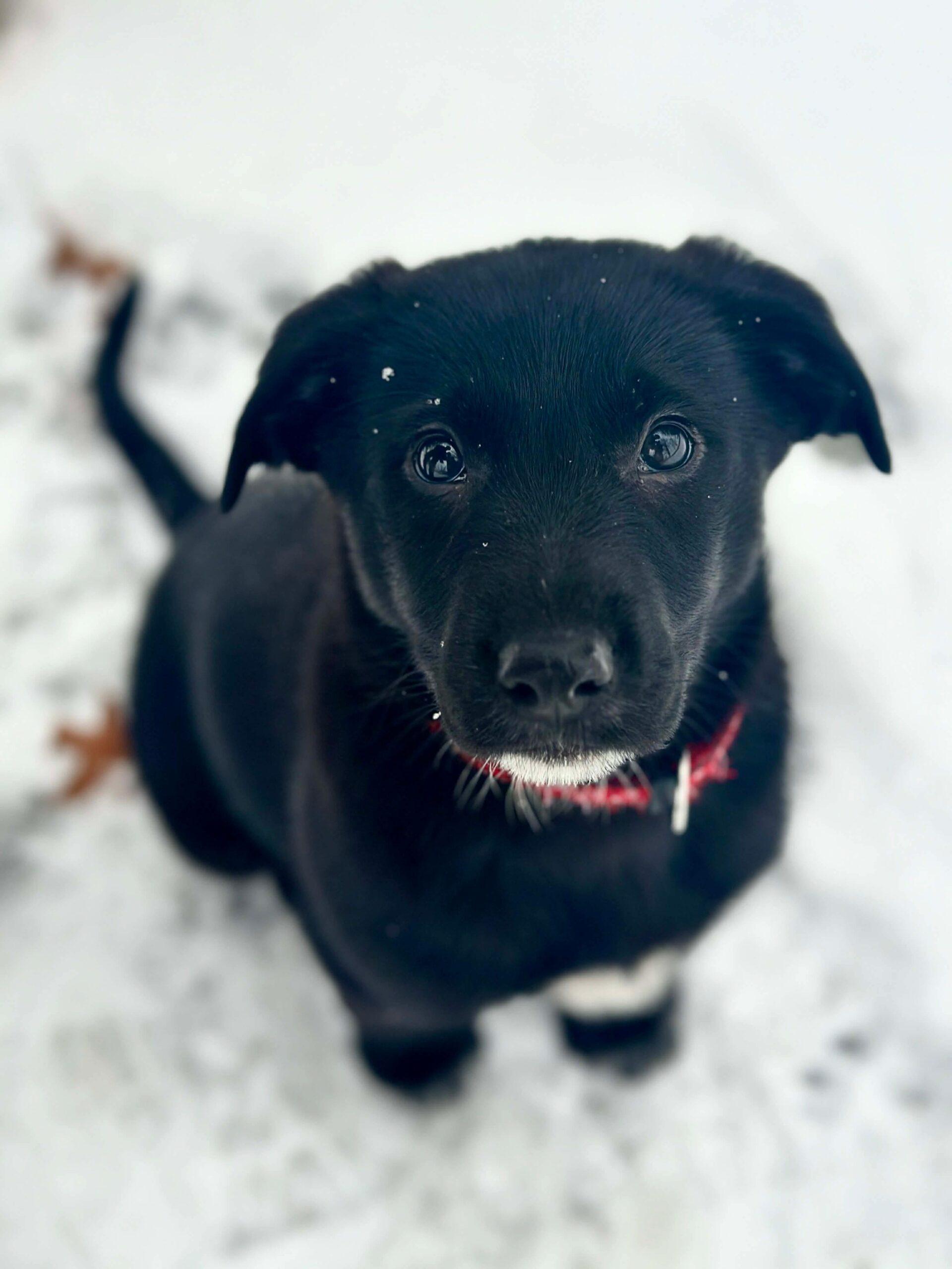 Asgard, ADOPTABLE, Puppy Female Smooth Collie & Black Labrador Retriever.