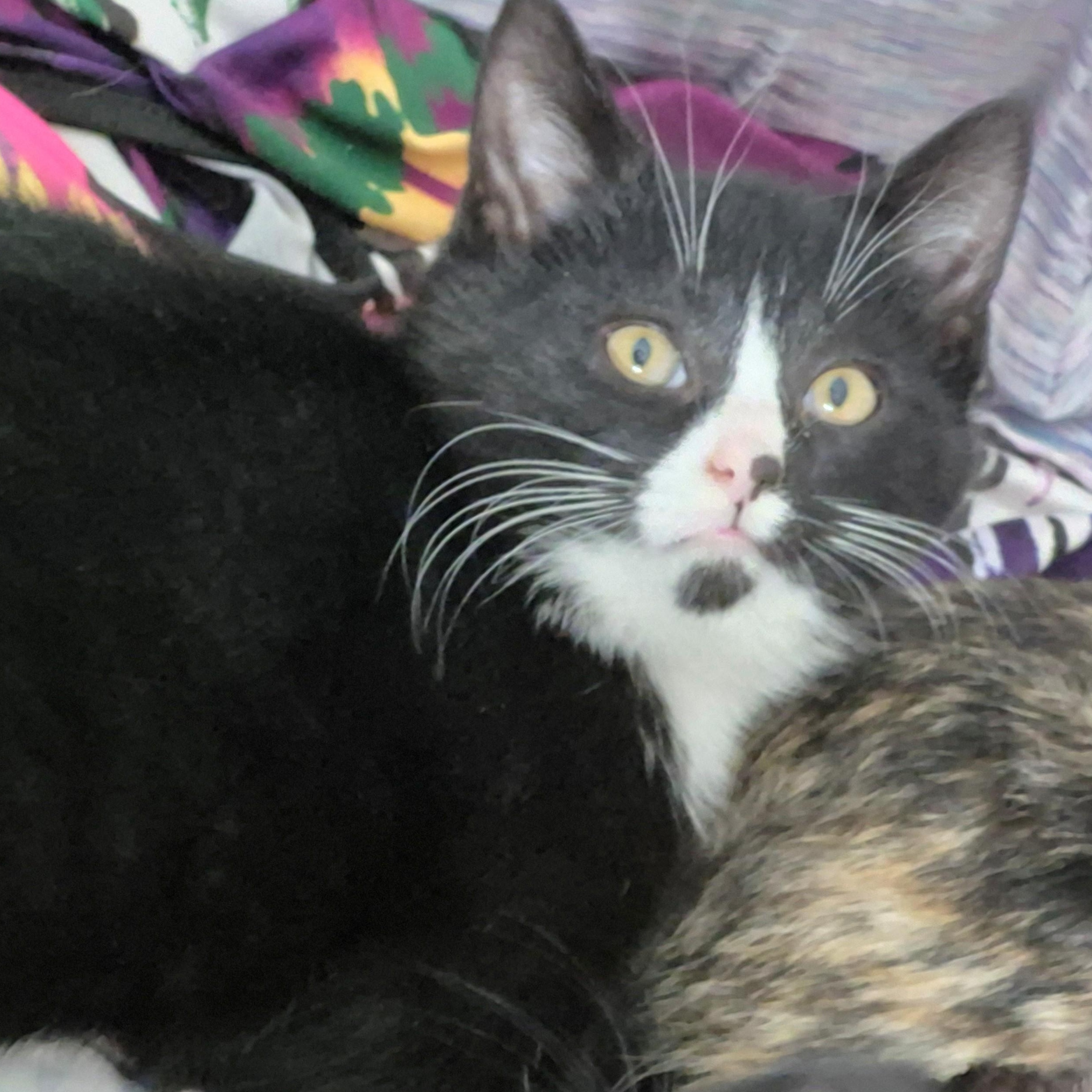 Enlarge Truffle, a ADOPTABLE Domestic Short Hair in Watertown, WI image 1/1