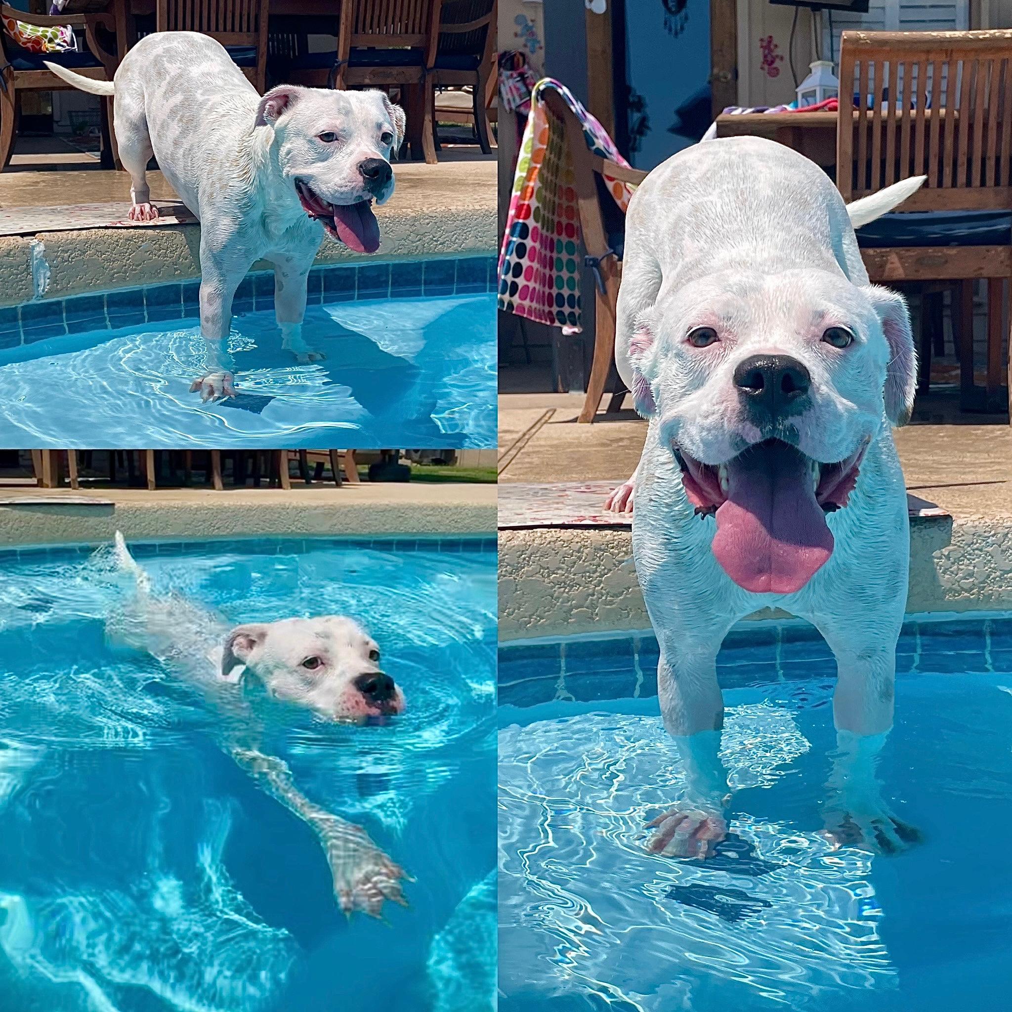 Moonshine, Adoptable, Adult Female Boxer & Staffordshire Bull Terrier.