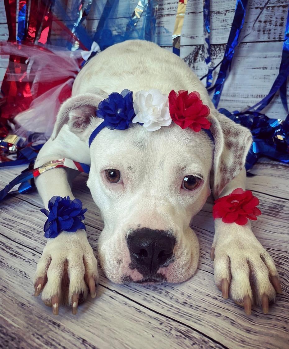 Enlarge Moonshine, a Adoptable mixed breed in Scottsdale, AZ image 2/6