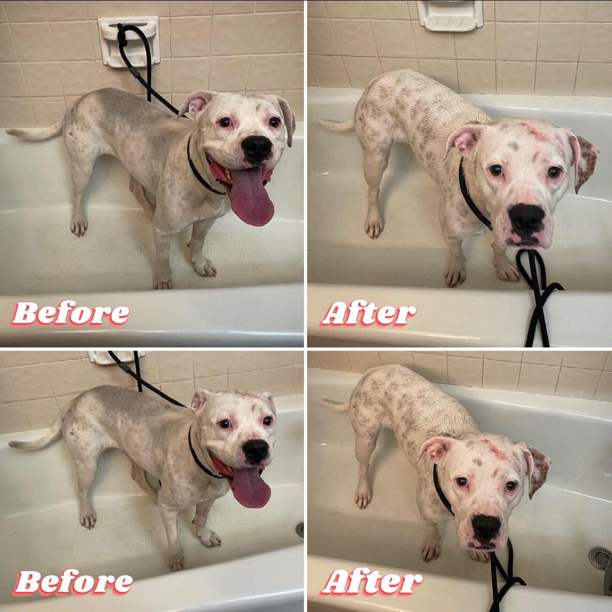 Enlarge Moonshine, a Adoptable mixed breed in Scottsdale, AZ image 5/6