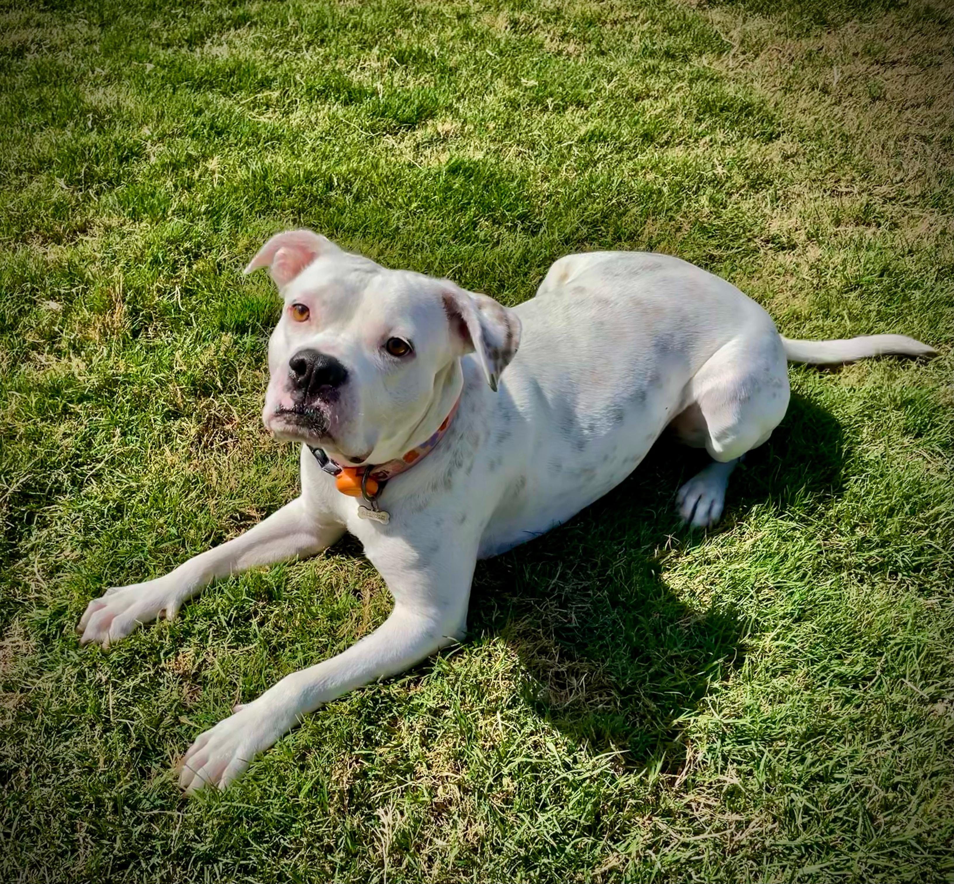 Enlarge Moonshine, a Adoptable mixed breed in Scottsdale, AZ image 6/6