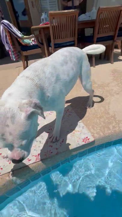 Enlarge Moonshine, a Adoptable mixed breed in Scottsdale, AZ video 3/6