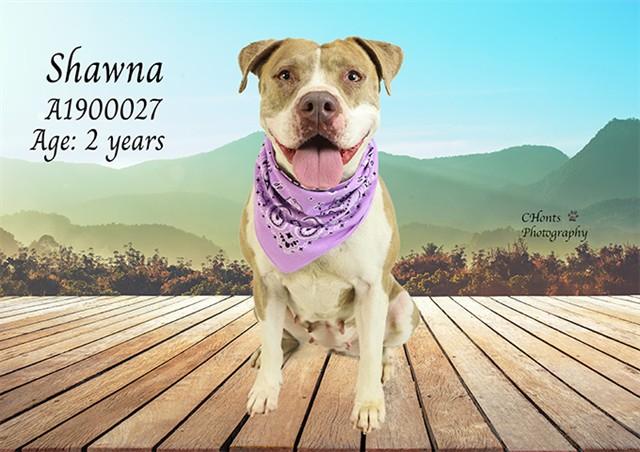 Enlarge DOROTHY, a Adoptable mixed breed in Thousand Palms, CA image 1/1