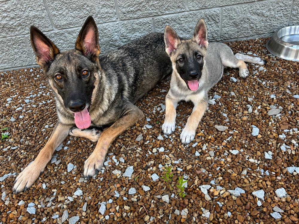 Bowie, Adopted, Puppy Male German Shepherd Dog.
