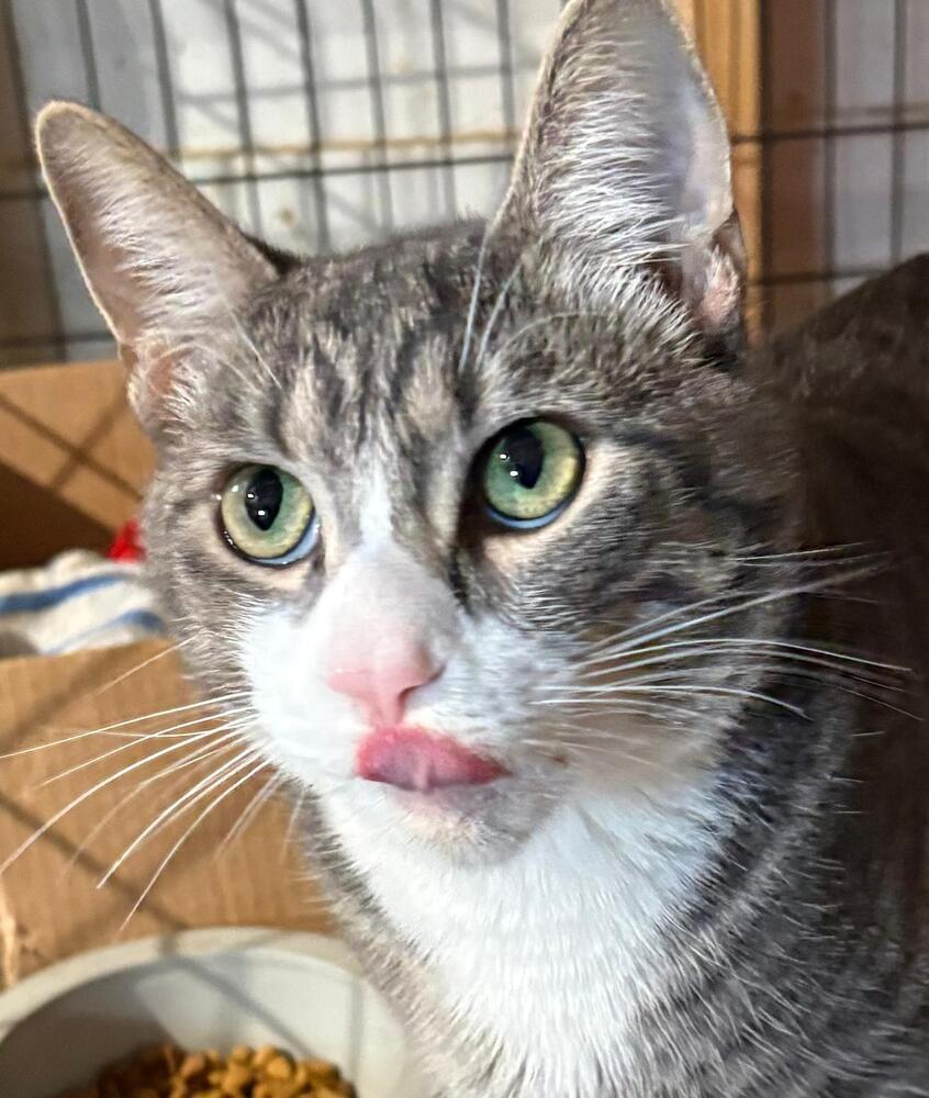 Stitch, a Adoptable Domestic Short Hair in Orlando, FL image 1/6