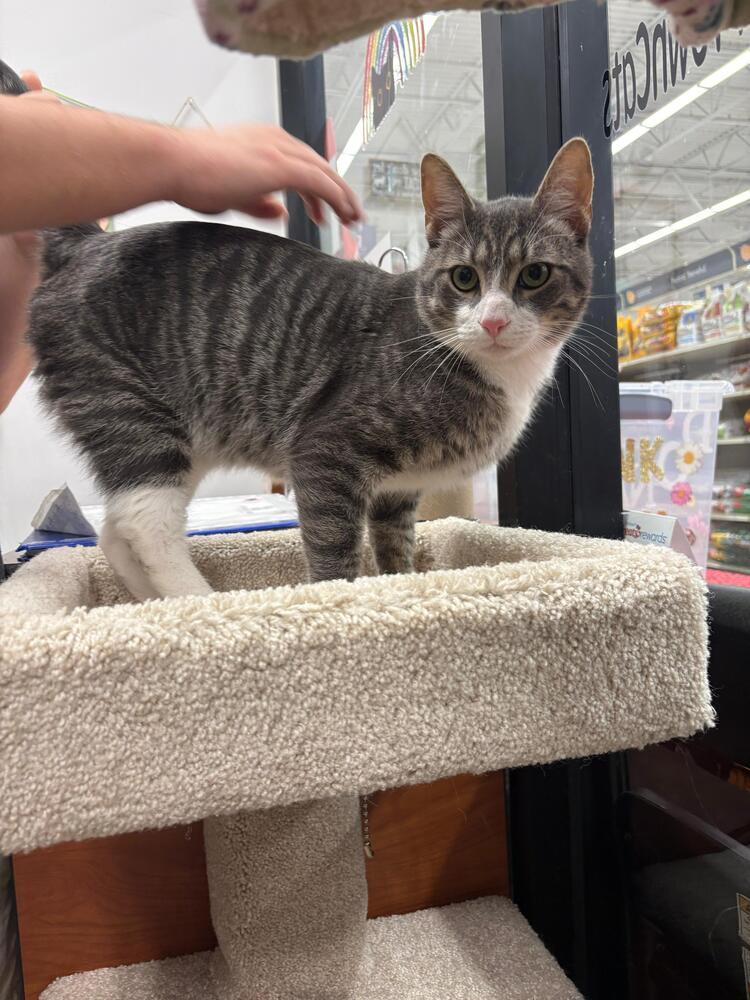 Stitch, a Adoptable Domestic Short Hair in Orlando, FL image 4/6