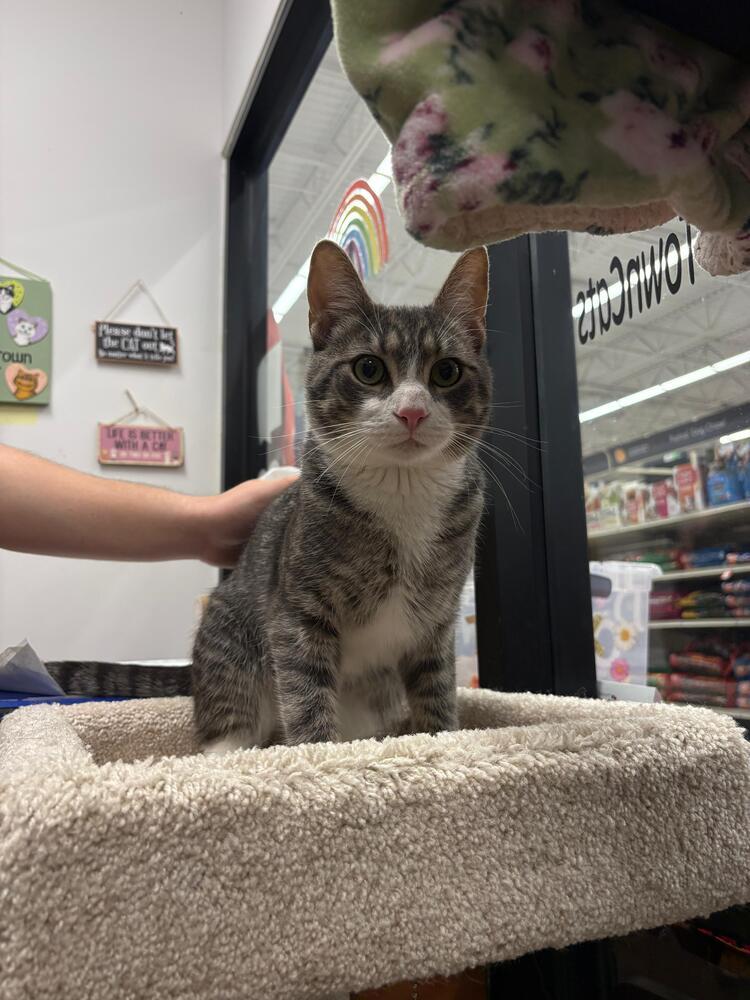 Stitch, a Adoptable Domestic Short Hair in Orlando, FL image 6/6