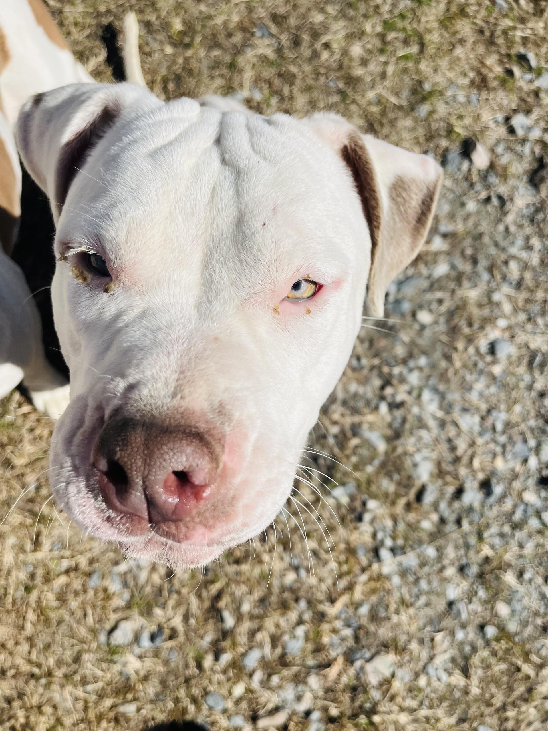 Aurras, an adoptable Bull Terrier in Pembroke, GA_image-1
