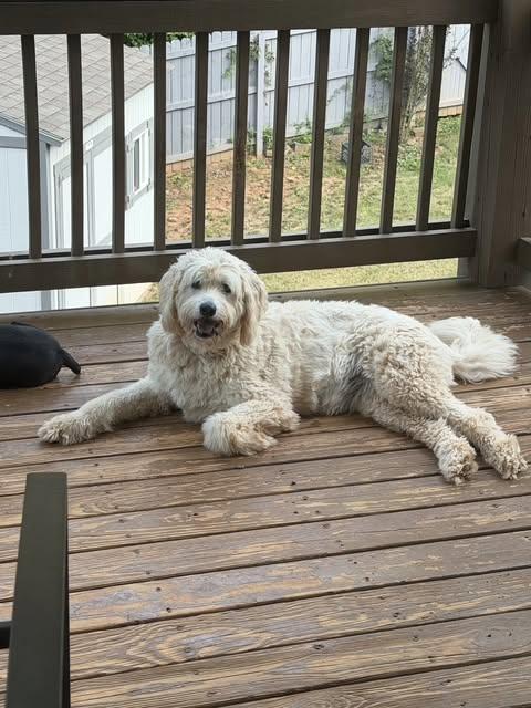 Enlarge Lyra Marie, a Adoptable mixed breed in Alpharetta, GA image 1/3
