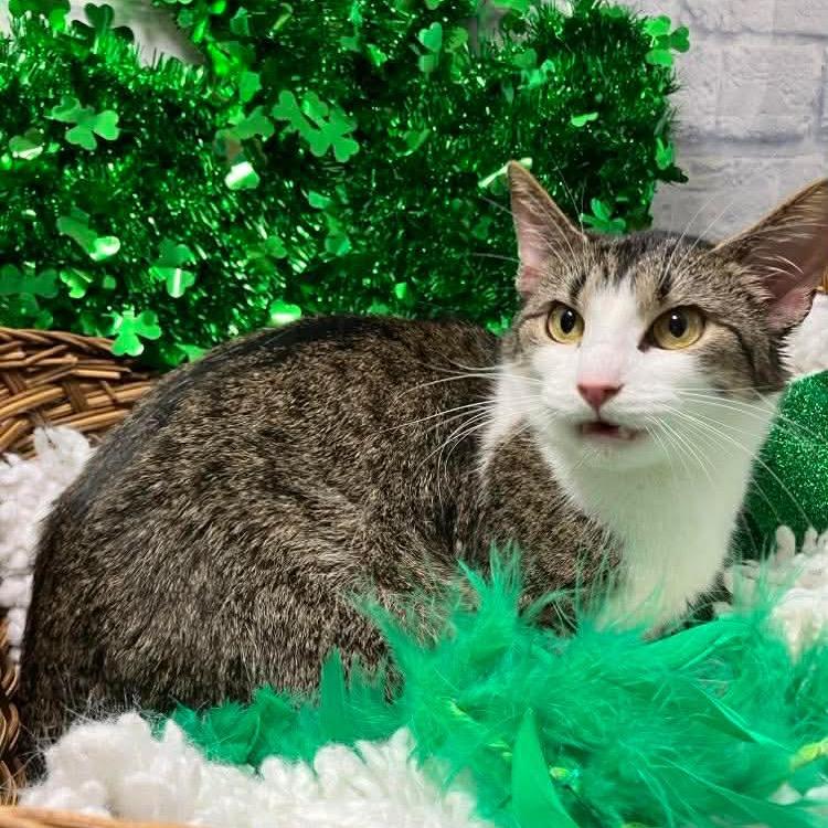 Blue Jeans, Adoptable, Adult Female Domestic Short Hair & Extra-Toes Cat / Hemingway Polydactyl.