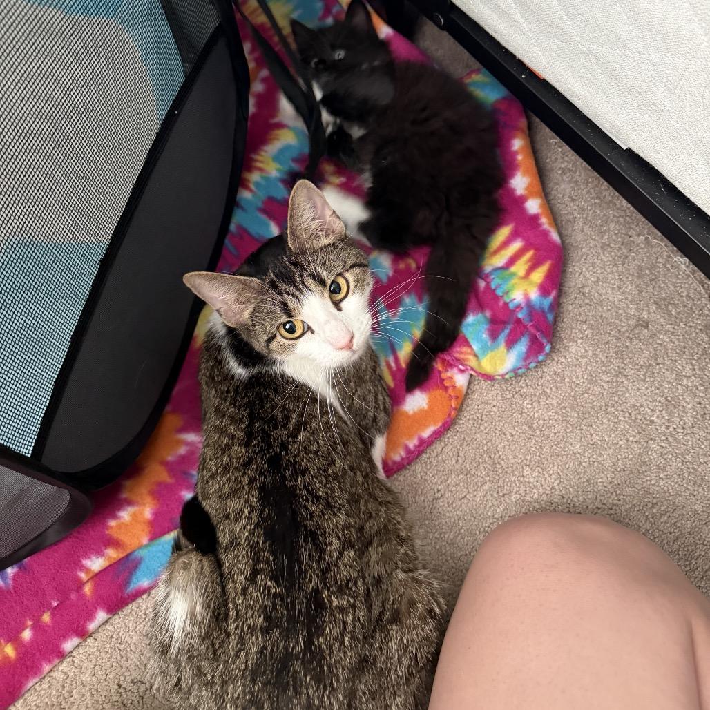 Enlarge Blue Jeans, a Adoptable mixed breed in Harrisonburg, VA image 2/2