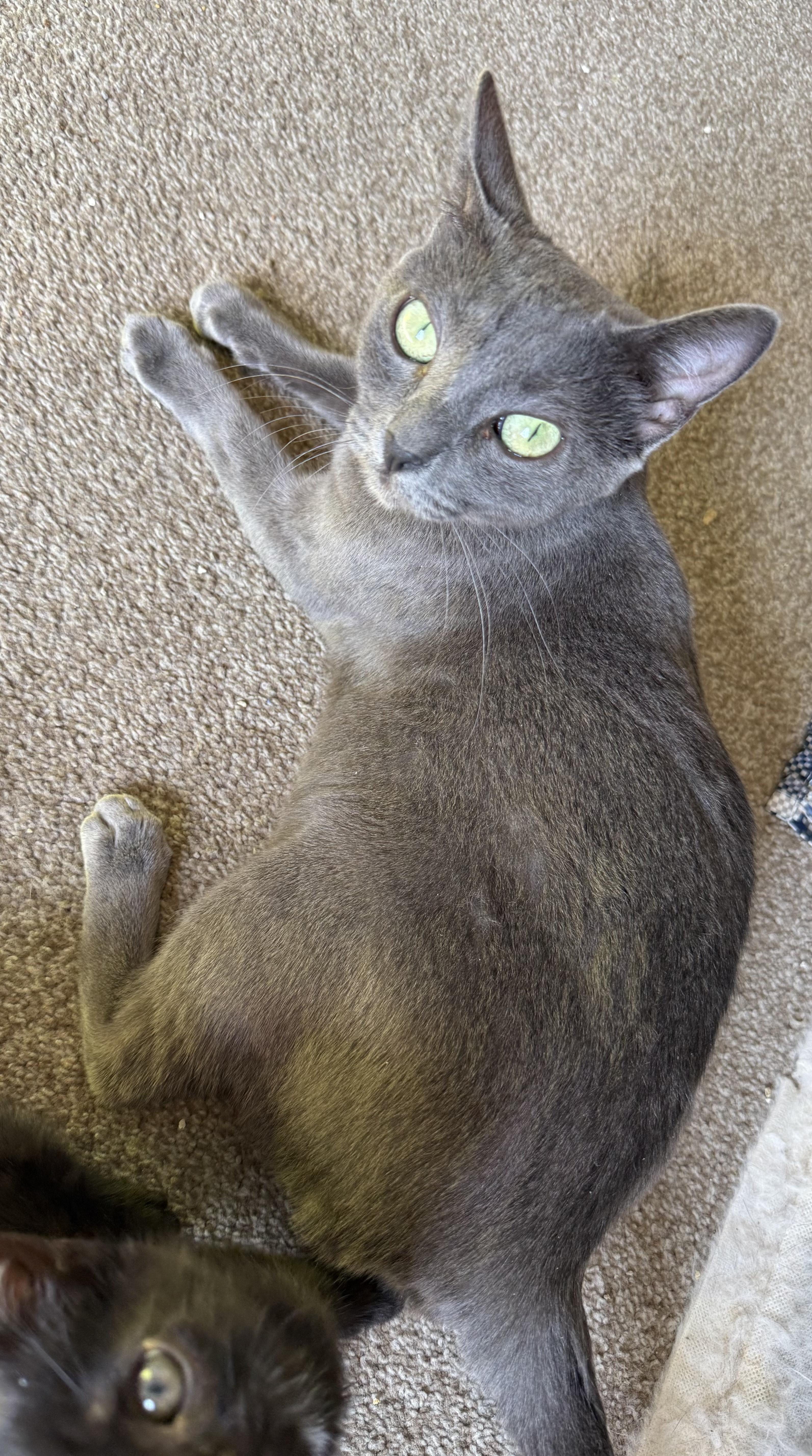 Hannah , adoptable, Young Female Domestic Short Hair.