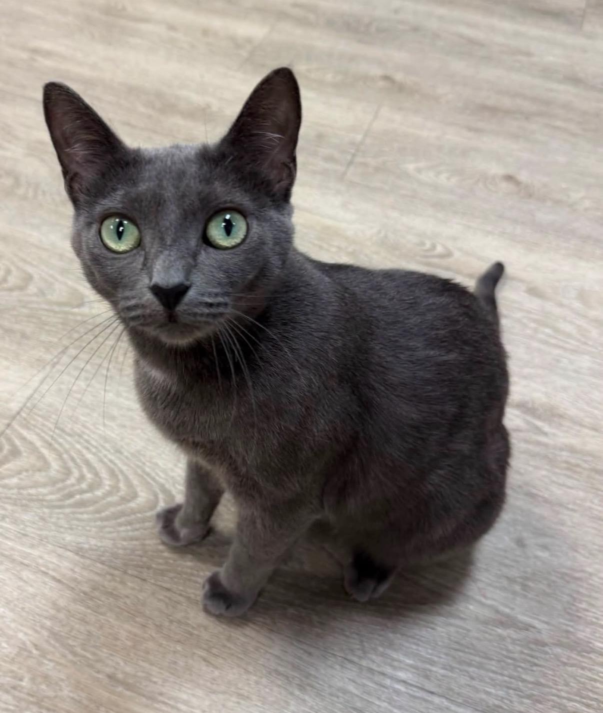 Hannah , adoptable, Young Female Domestic Short Hair.