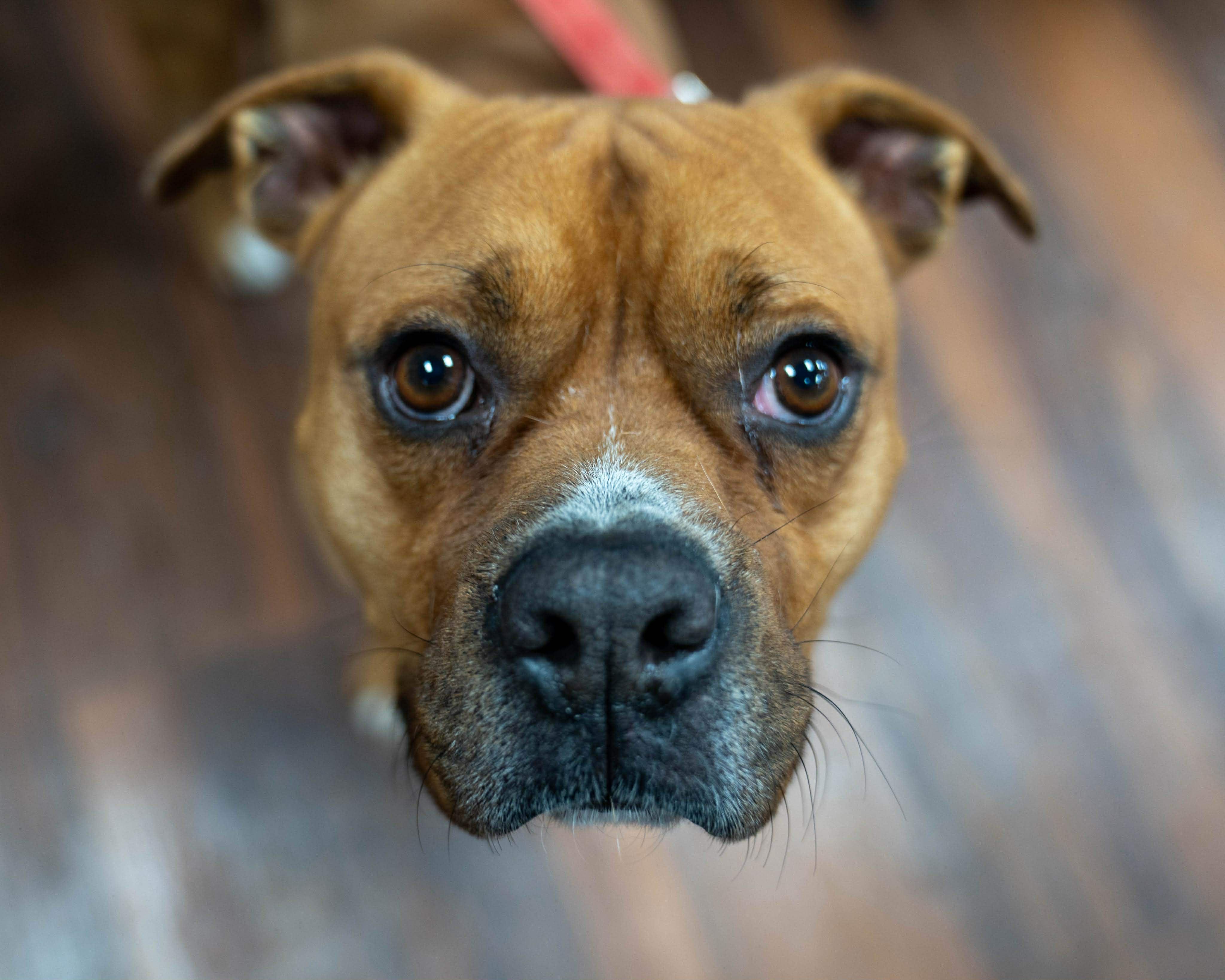 Enlarge Wilson, a Adoptable mixed breed in Plain City, OH image 1/6