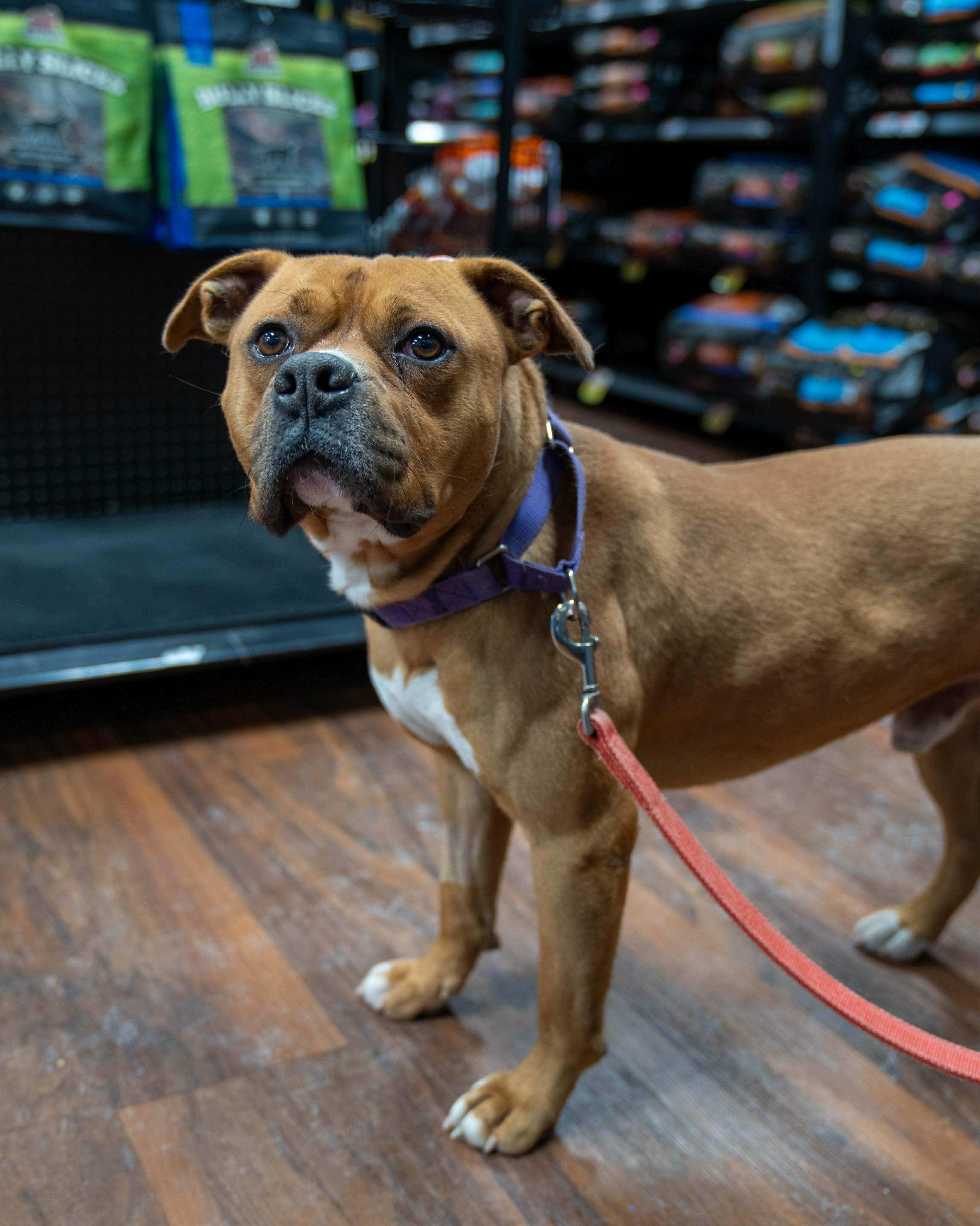 Enlarge Wilson, a Adoptable mixed breed in Plain City, OH image 2/6