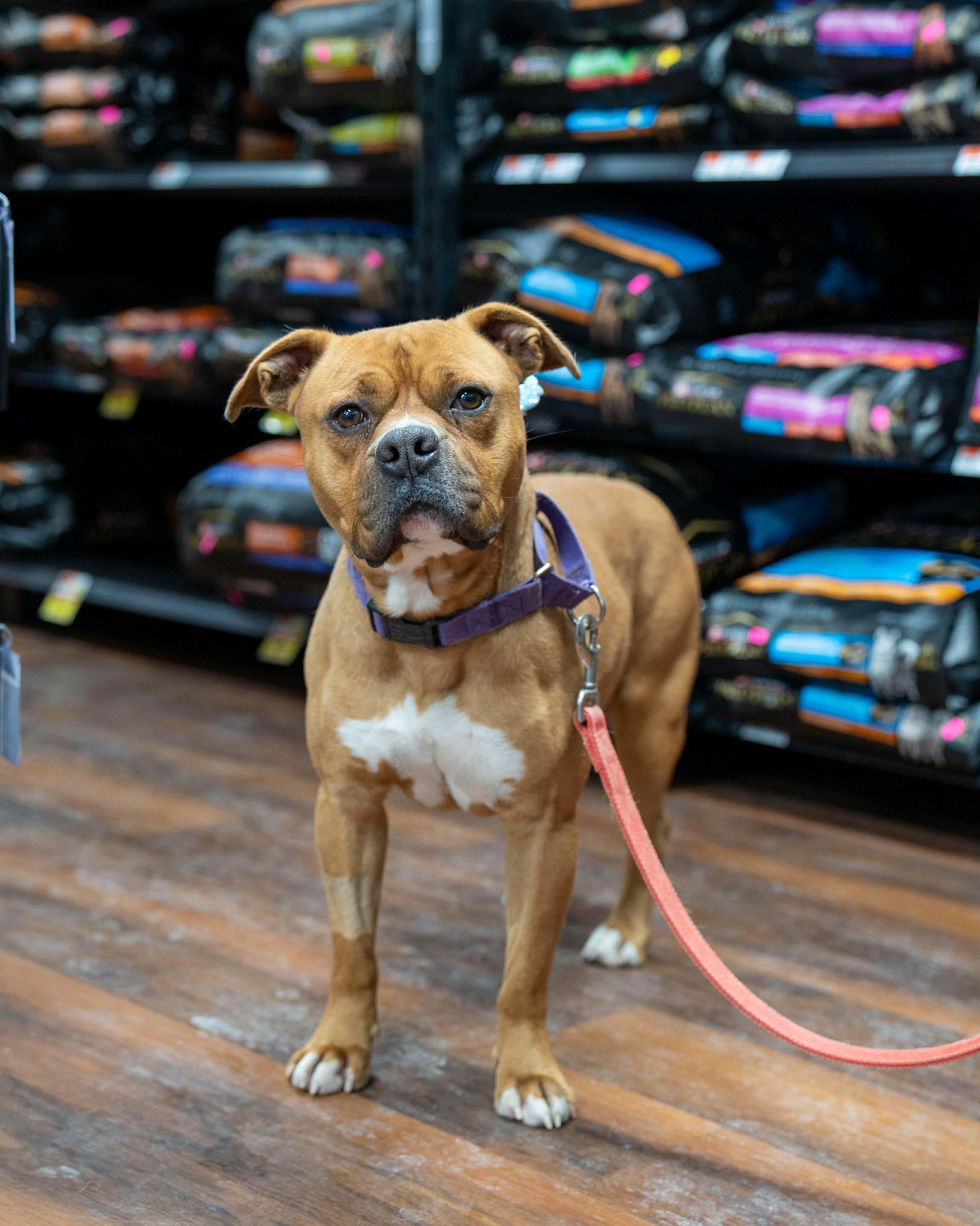 Enlarge Wilson, a Adoptable mixed breed in Plain City, OH image 5/6