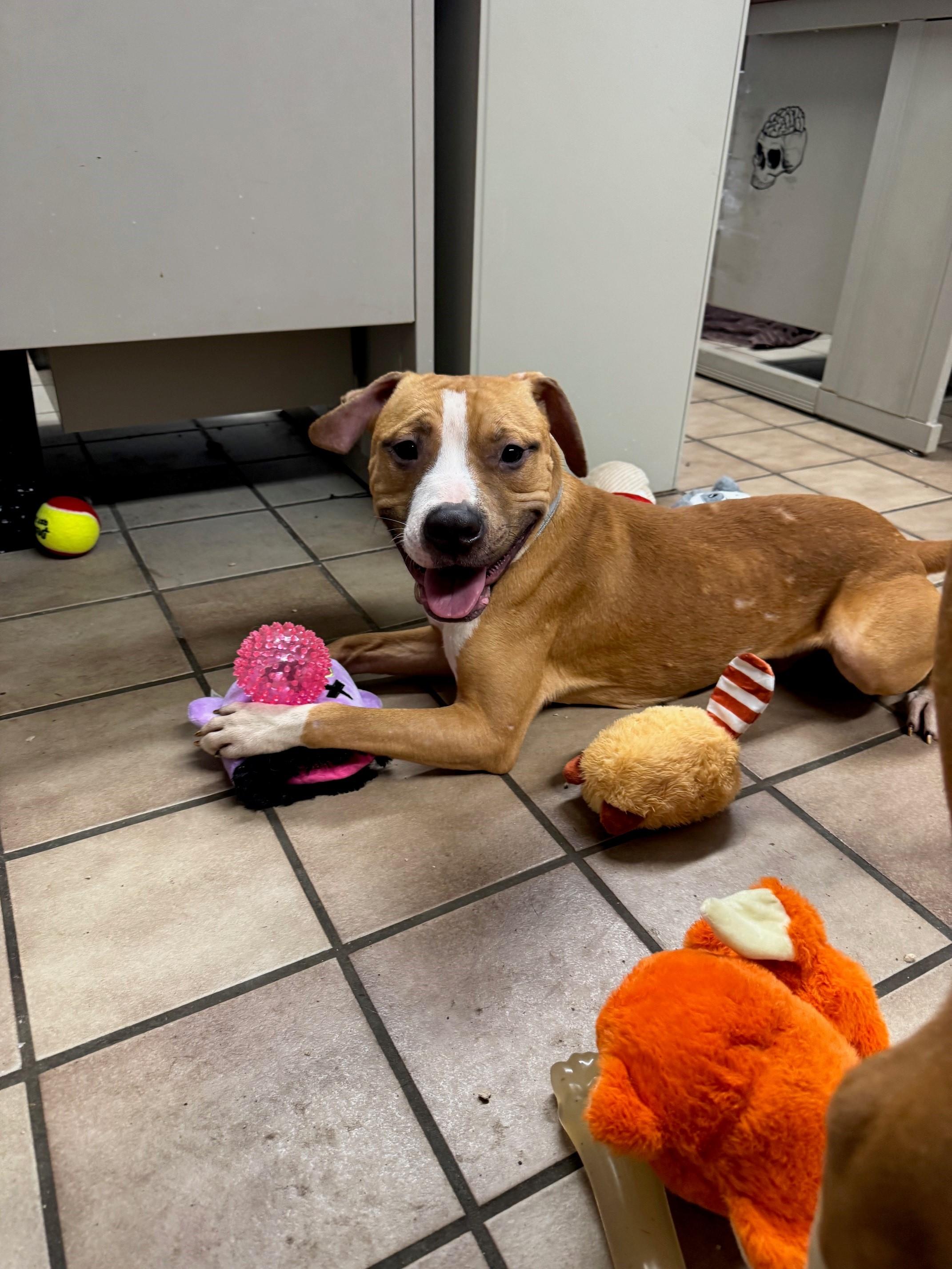 Enlarge Fynn, a Adoptable Pit Bull Terrier in Edison, NJ image 1/1