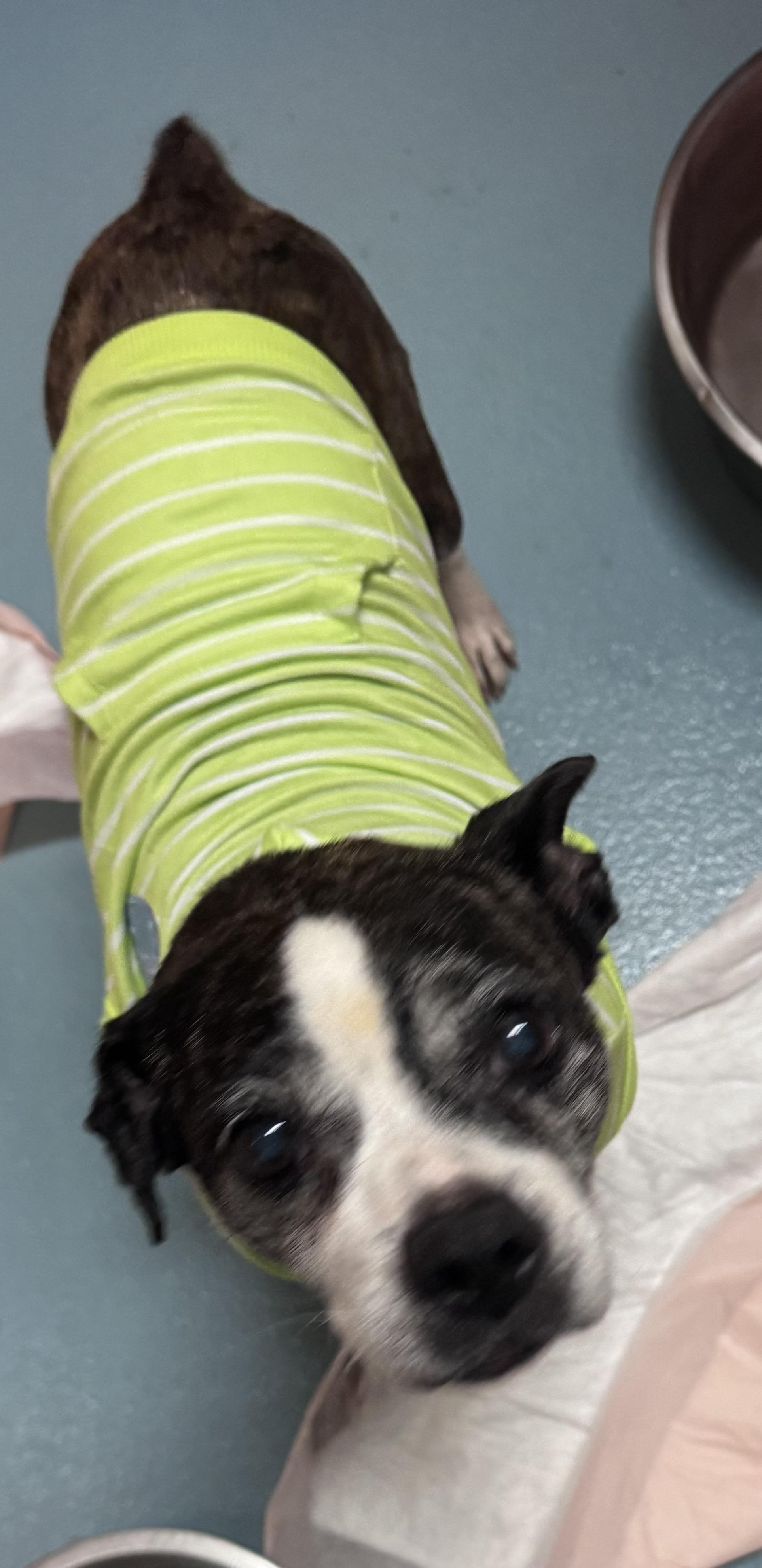 Enlarge Bernadette, a Adopted Boston Terrier in Rockwood, TN image 1/1