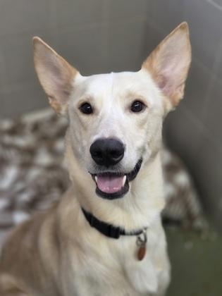 Lobo, Adoptable, Adult Male Labrador Retriever & Mixed Breed.