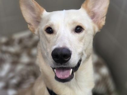 Lobo, a Adoptable mixed breed in Golden Valley, MN image 2/3