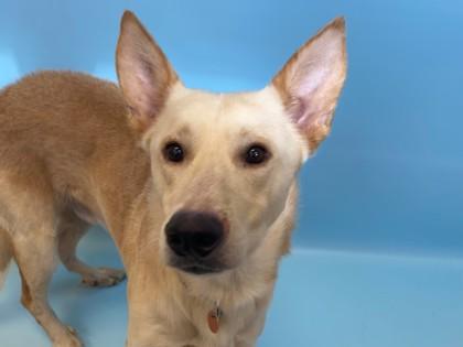 Lobo, a Adoptable mixed breed in Golden Valley, MN image 3/3