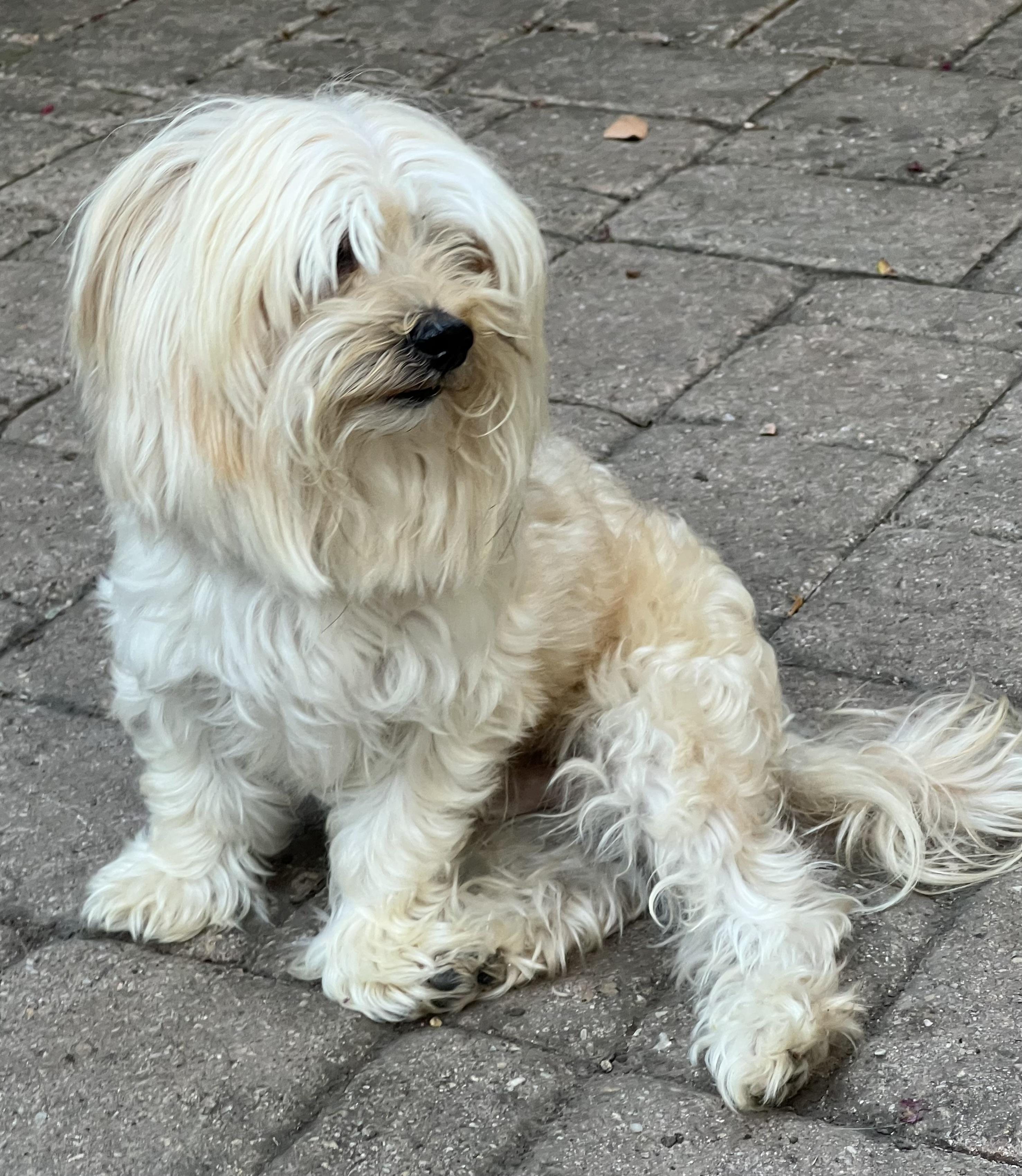 Enlarge Blaze, an adopted mixed breed in Bellaire, TX image 5/6