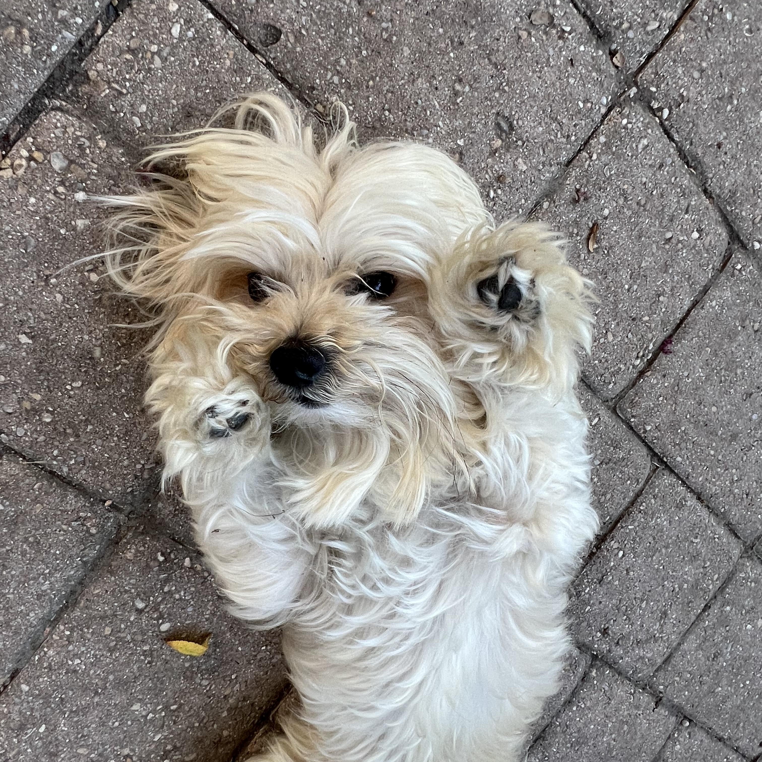 Enlarge Blaze, an adopted mixed breed in Bellaire, TX image 4/6
