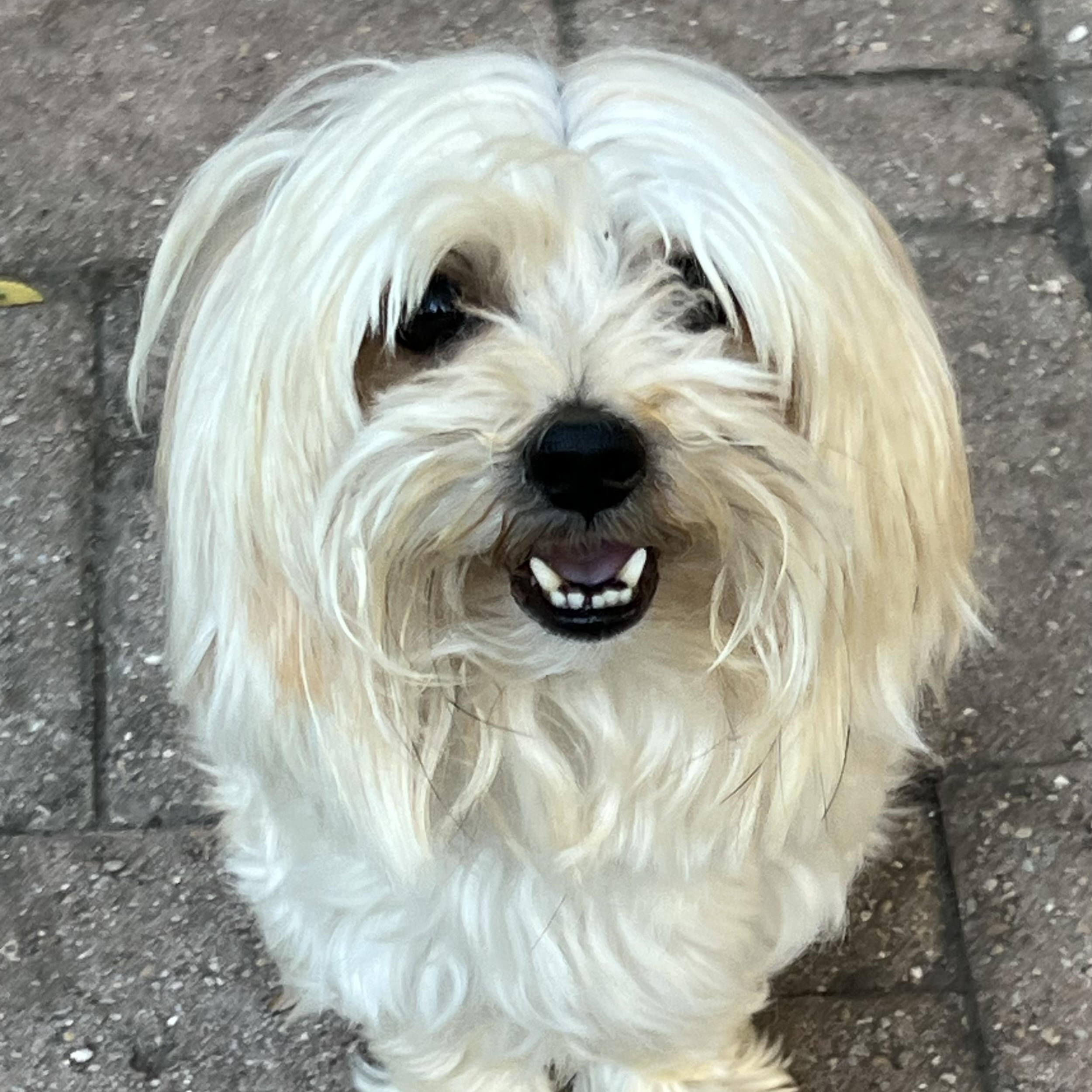 Enlarge Blaze, an adopted mixed breed in Bellaire, TX image 1/6