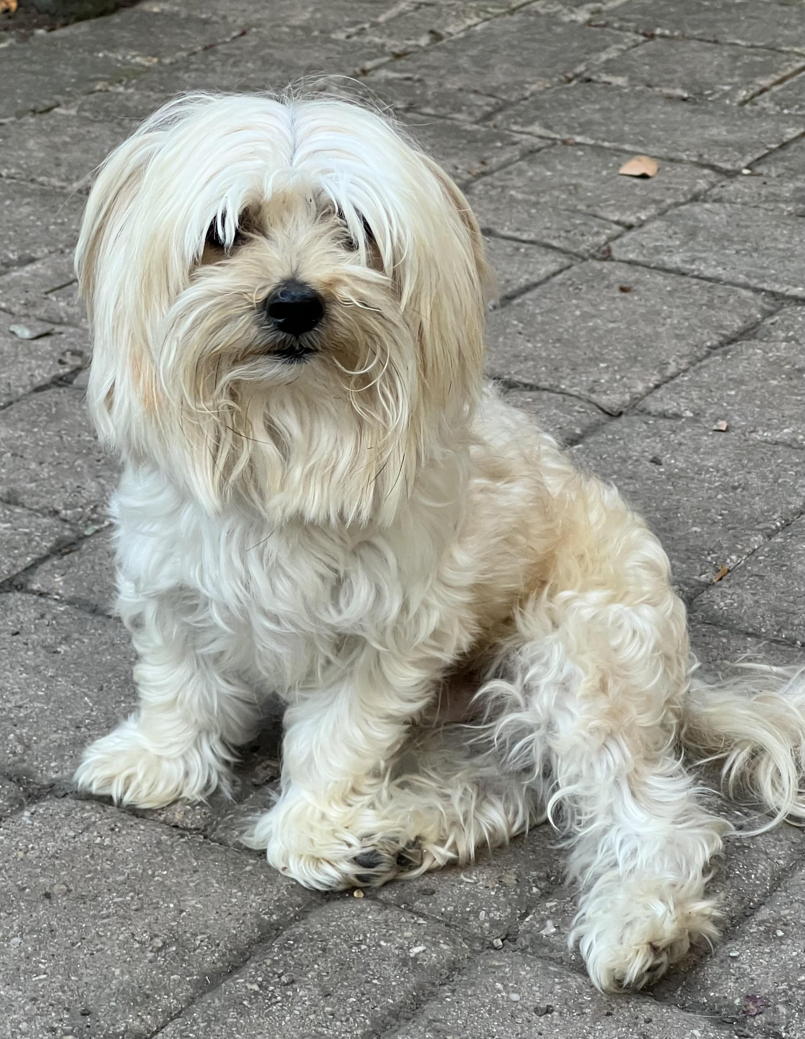 Enlarge Blaze, an adopted mixed breed in Bellaire, TX image 6/6