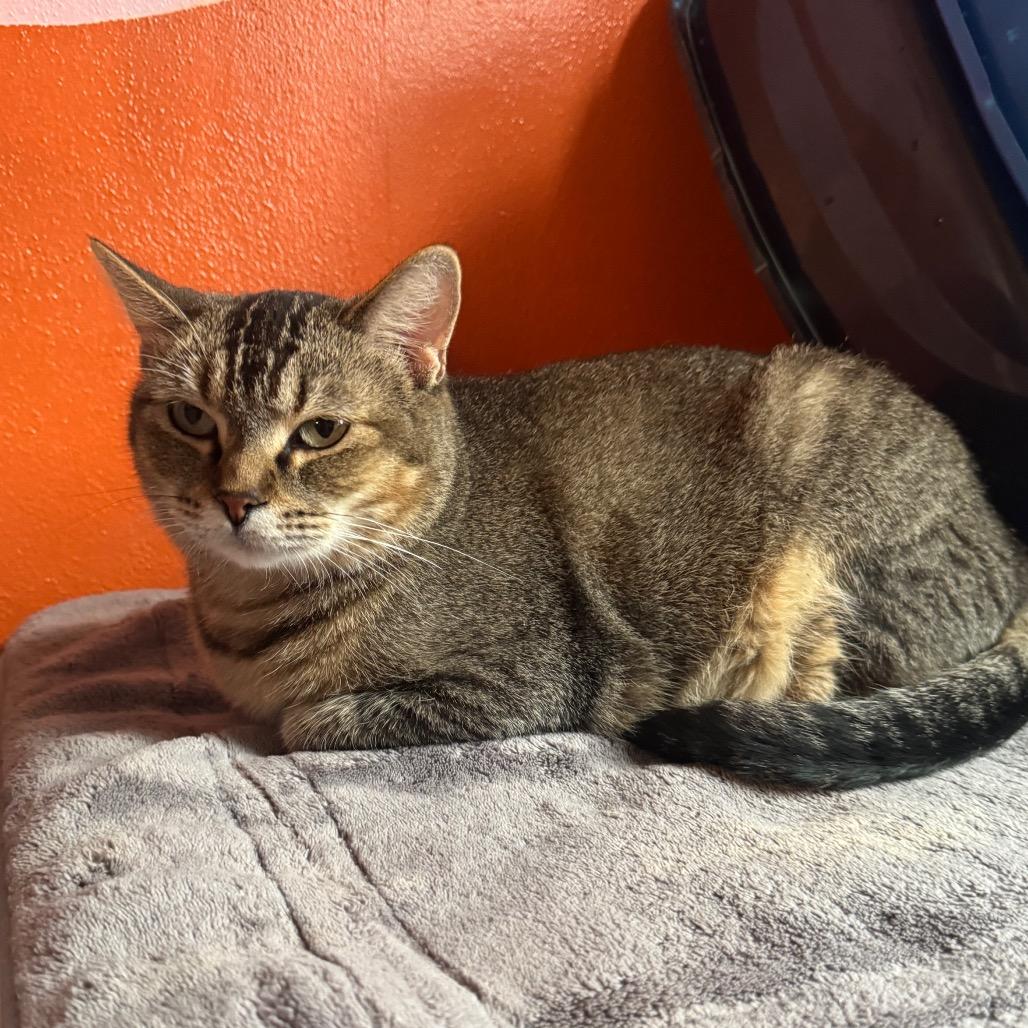 Enlarge Cleopatra, a Adoptable mixed breed in Mount Vernon, IL image 2/2