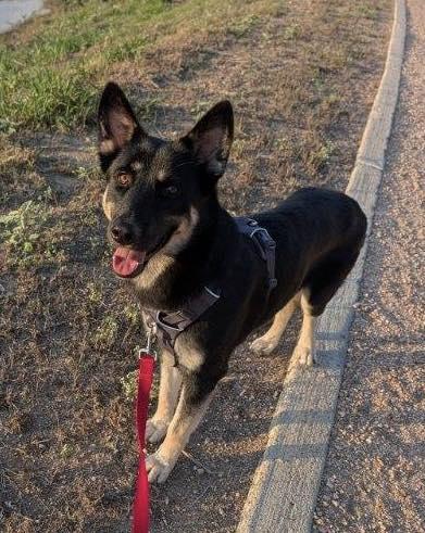 FIG, Adoptable, Young Male German Shepherd Dog.