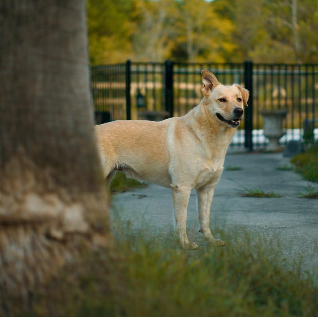 Milo Pettibone, a Adoptable mixed breed in Oakland, NJ image 2/6