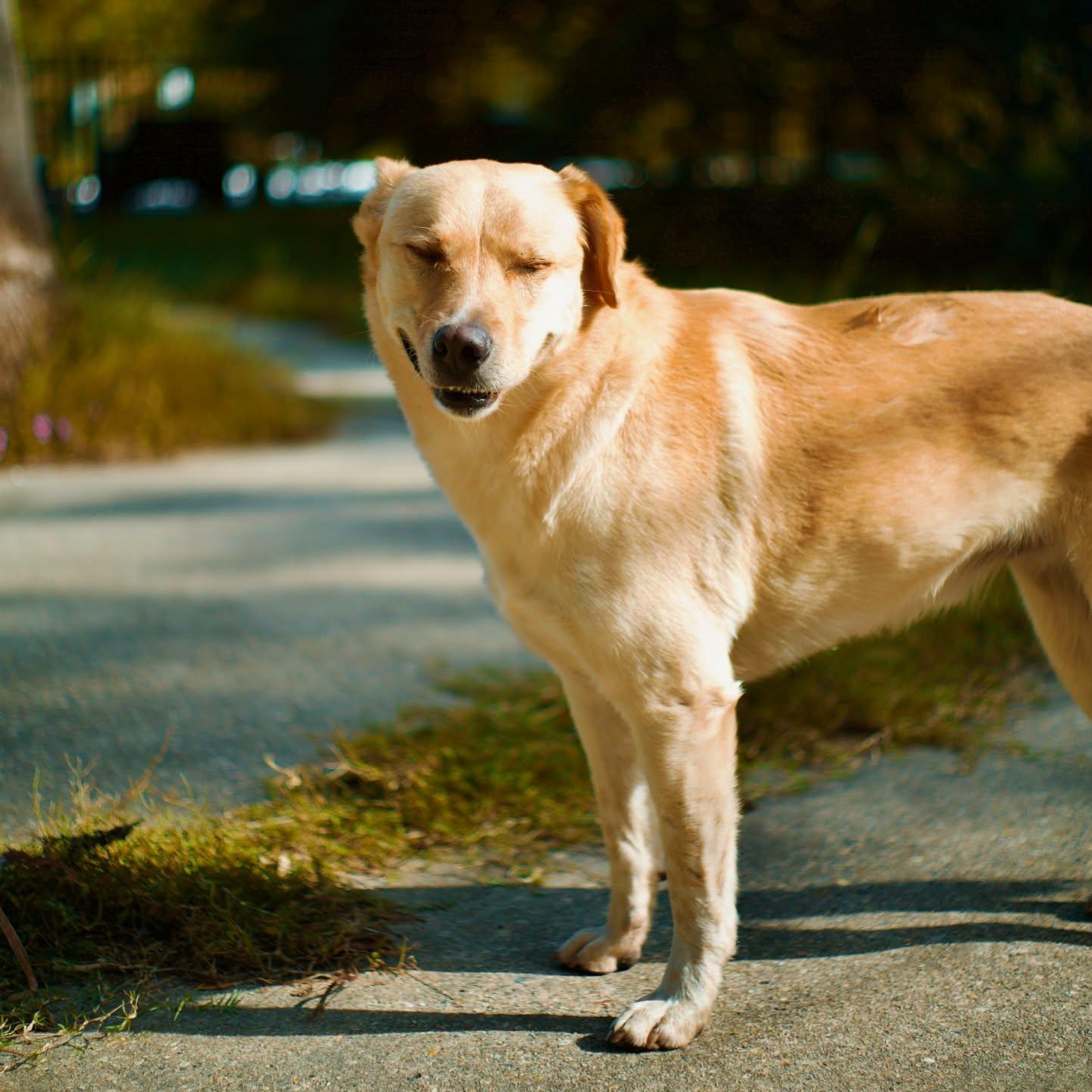 Milo Pettibone, a Adoptable mixed breed in Oakland, NJ image 5/6