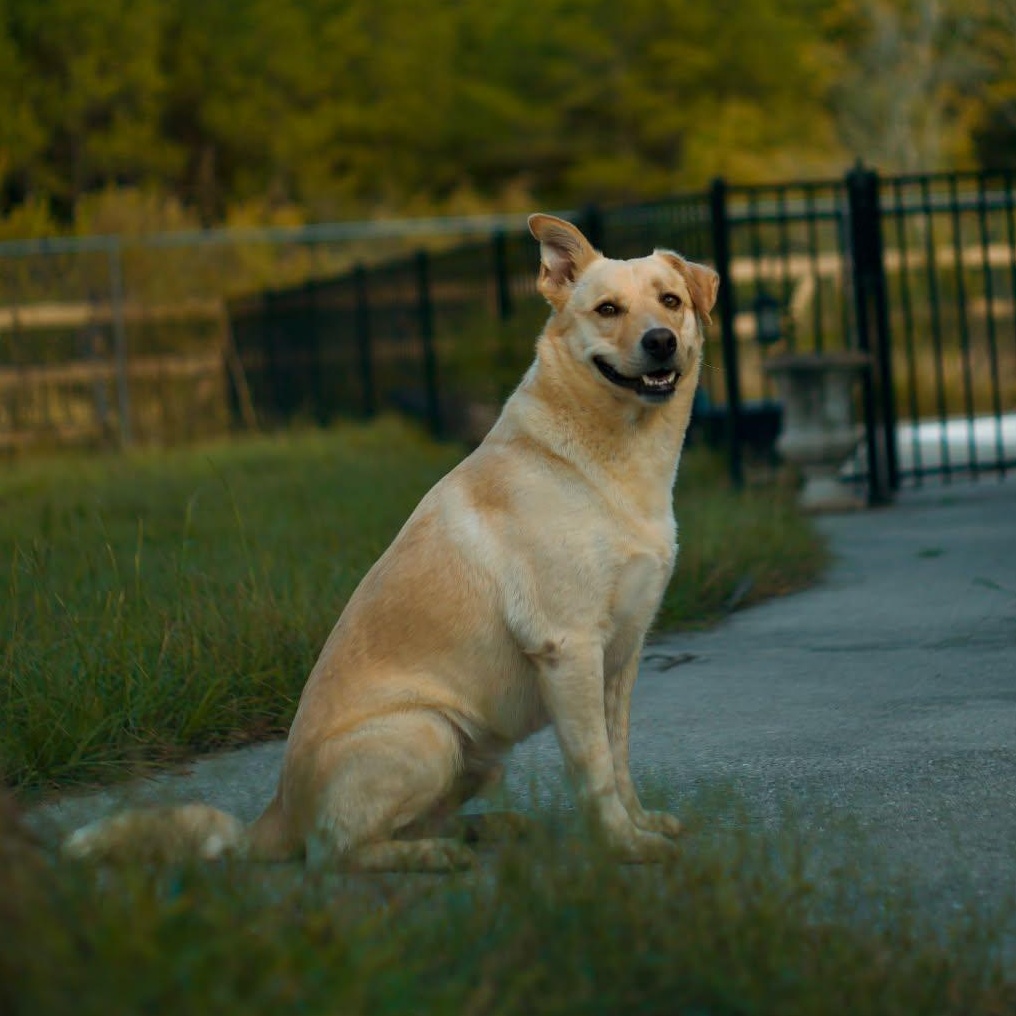 Milo Pettibone, a Adoptable mixed breed in Oakland, NJ image 6/6