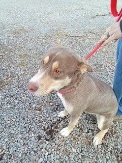 GUNNER URGENT OWNER SURRENDERS TO SHELTER ARE FIRST TO BE KILLED 1