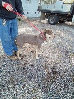 GUNNER URGENT OWNER SURRENDERS TO SHELTER ARE FIRST TO BE KILLED 3