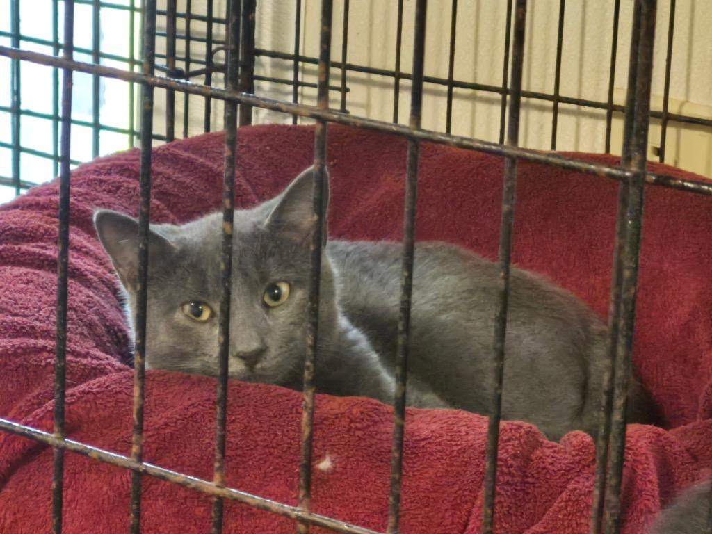 Greyson 2 (FIV+), Adoptable, Young Male Domestic Short Hair.