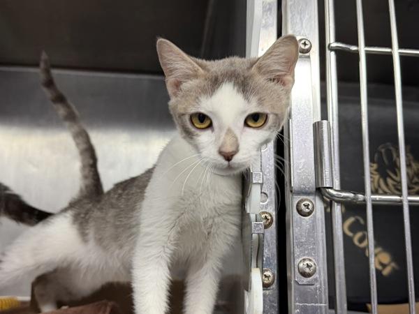 Hawaii — thumbnail 4