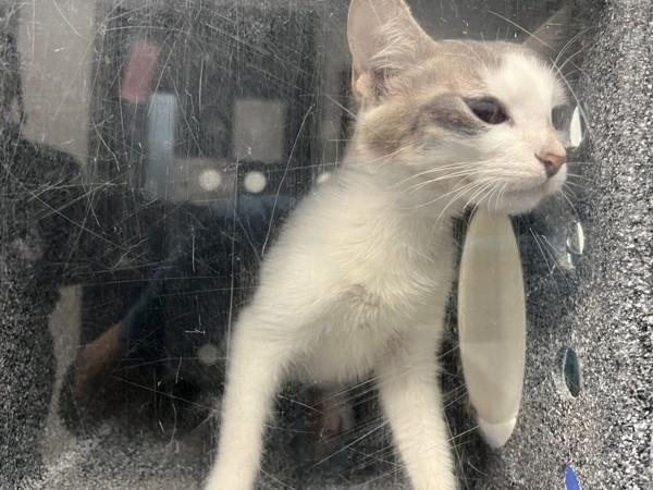 Hawaii — thumbnail 5