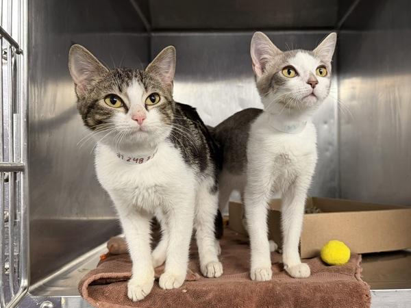 Hawaii — thumbnail 6