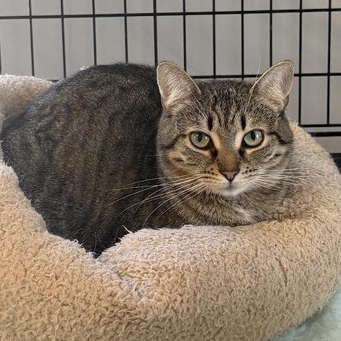 Margo, Adoptable, Adult Female Domestic Short Hair.