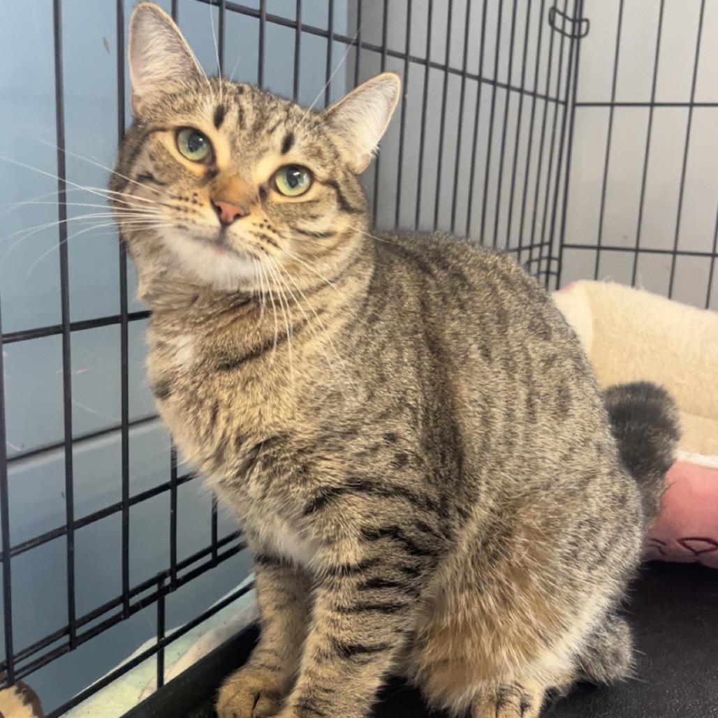 Margo, a Adoptable Domestic Short Hair in Wappingers Falls, NY image 2/2