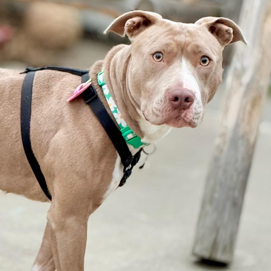 Enlarge Tequila, a Adoptable Pit Bull Terrier in West Richland, WA image 1/6