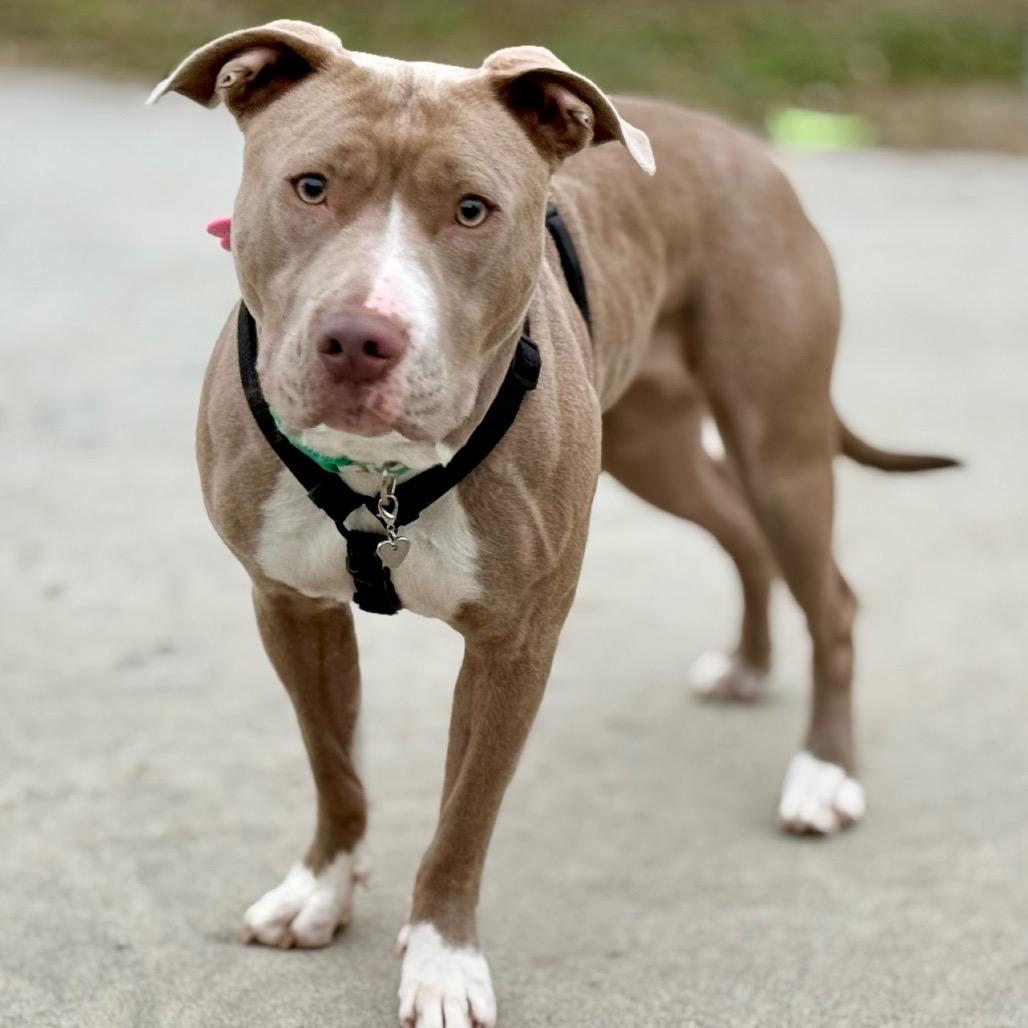 Enlarge Tequila, a Adoptable Pit Bull Terrier in West Richland, WA image 2/6