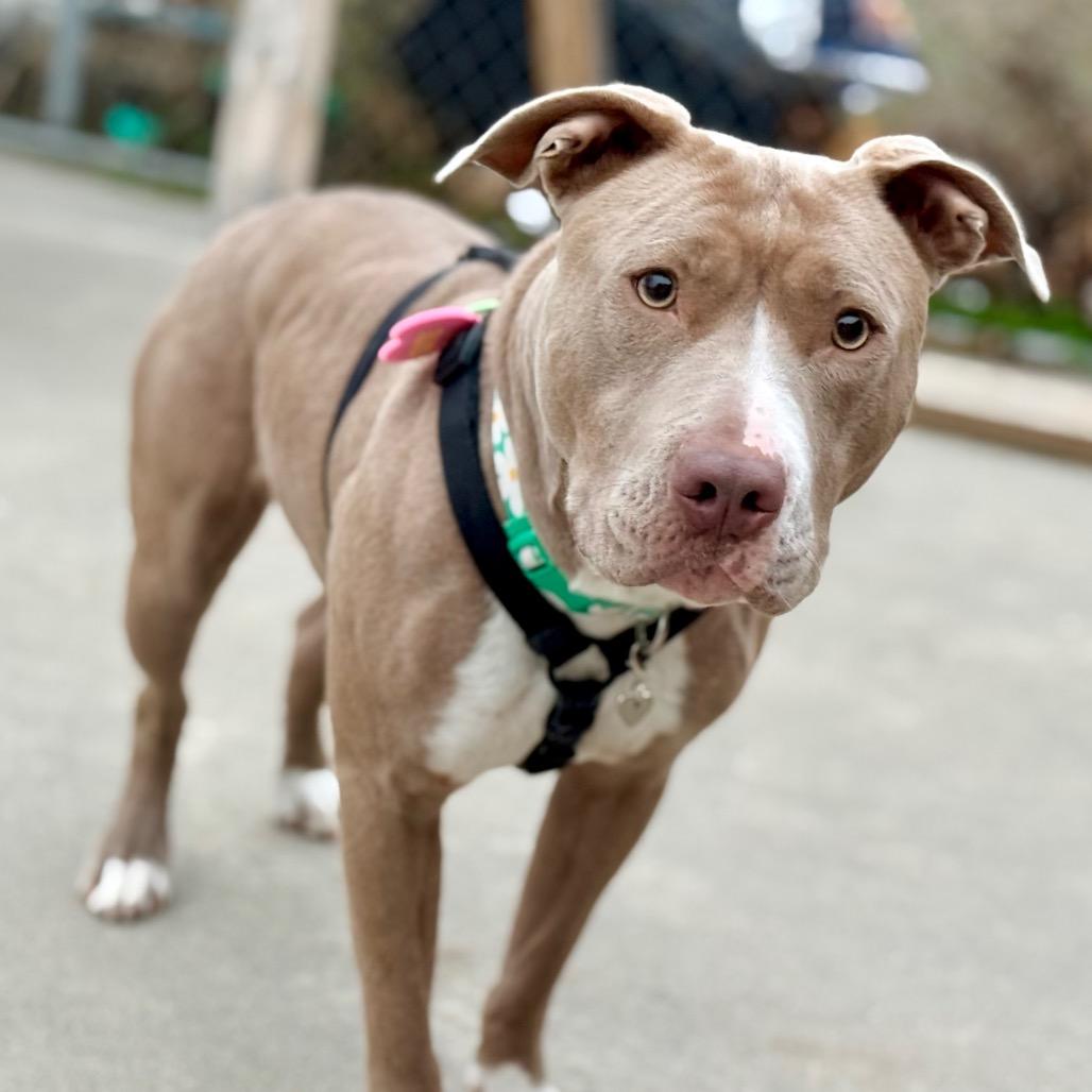 Enlarge Tequila, a Adoptable Pit Bull Terrier in West Richland, WA image 3/6