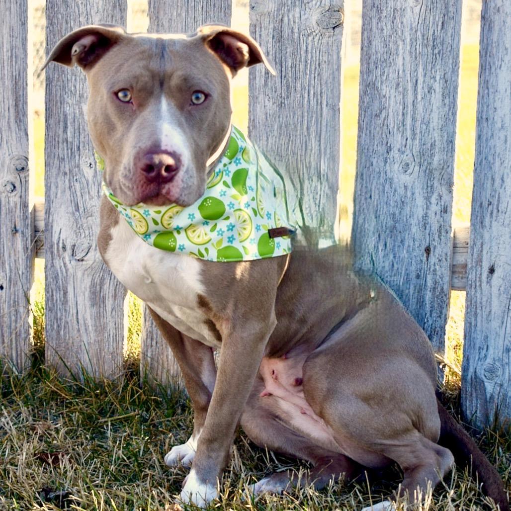 Enlarge Tequila, a Adoptable Pit Bull Terrier in West Richland, WA image 4/6